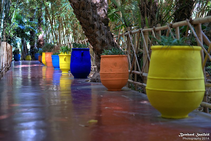 Bernhard Saalfeld - Jardin Majorelle III